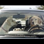 Subaru investe em propaganda com cachorro novamente